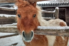 Pony