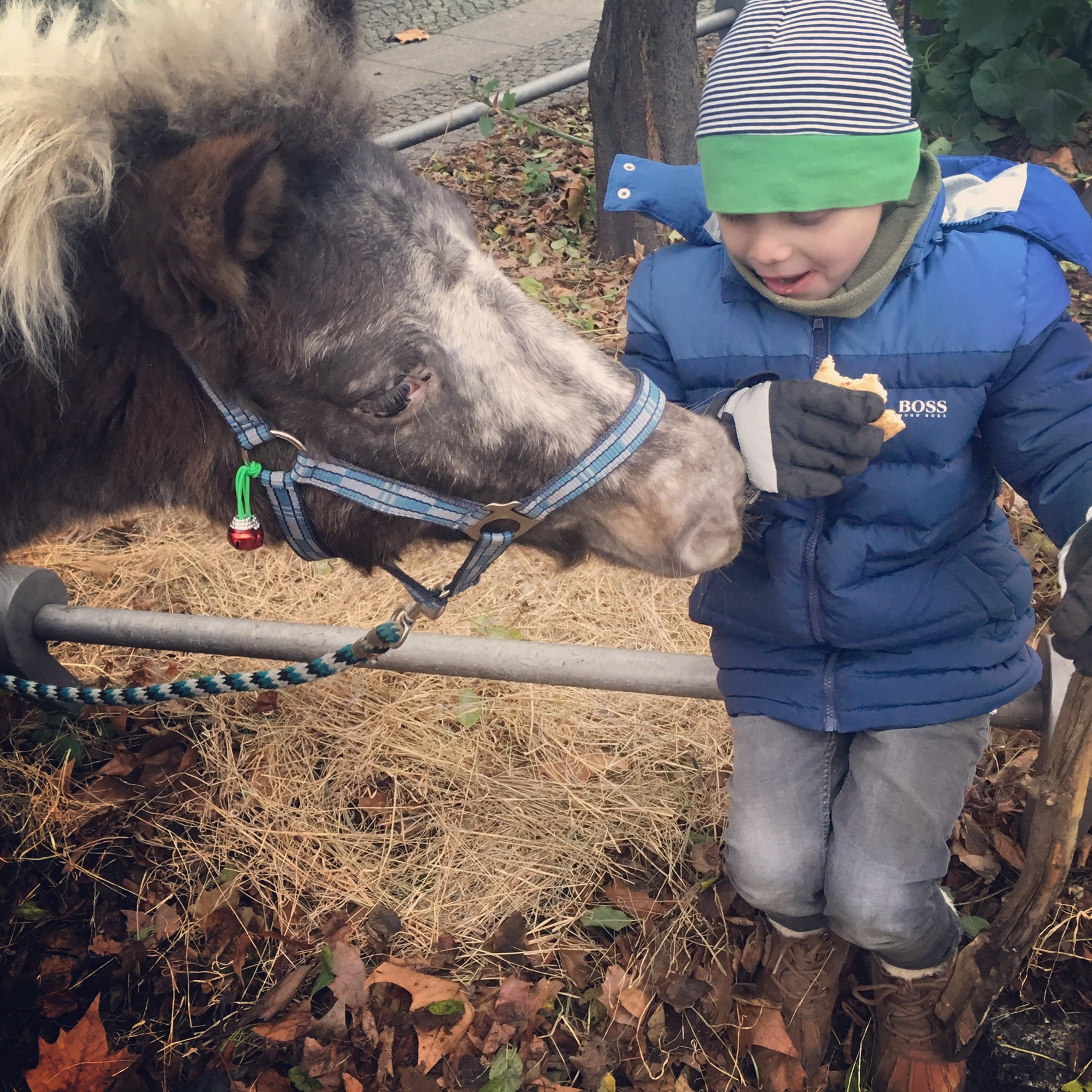 Ponyreiten auf dem Weihnachtsmarkt am Kollwitzplatz Reiterhof Kosa